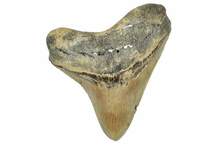 Serrated, Fossil Megalodon Tooth - North Carolina #294711